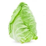 Organic Pointed Cabbage